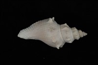 藏品(河村香螺)的圖片